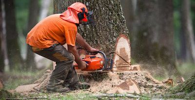 tree removal in Orlando, FL